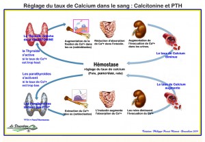 Chimie naturelle - Réglage du taux de calcium
