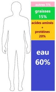 Composition du corps humain : eau, acides aminés et protéines, graisses, autres dont métaux.