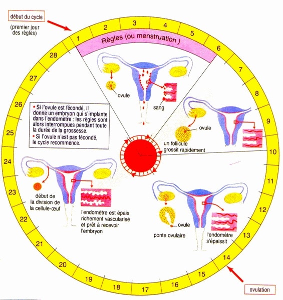 Cycle menstruel et endométriose
