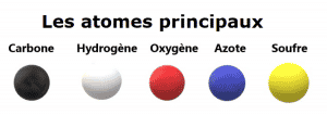 Les atomes principaux de la Biochimie organique qui étudie les molécules fabriquées par les organismes vivants principalement composées de Carbone (symbole C), Hydrogène (symbole H), Oxygène (symbole O), Azote (symbole N), Soufre (symbole S).