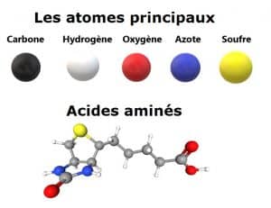 Les atomes principaux de la Biochimie organique qui étudie les molécules fabriquées par les organismes vivants principalement composées de Carbone (symbole C), Hydrogène (symbole H), Oxygène (symbole O), Azote (symbole N), Soufre (symbole S). et 20 acides aminés, briques de bases des protéines.