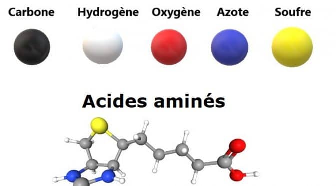 Le Soufre est présent dans les acides aminés et protéines vitales.